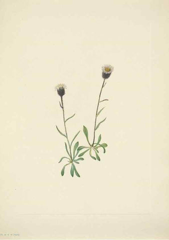 Reproducción/Reproduction 46867020782: North American wild flowers. Washington, D.C. :Smithsonian Institution,1925.. 