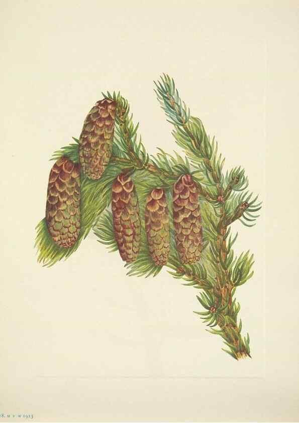 Reproducción/Reproduction 46194355284: North American wild flowers. Washington, D.C. :Smithsonian Institution,1925.. 