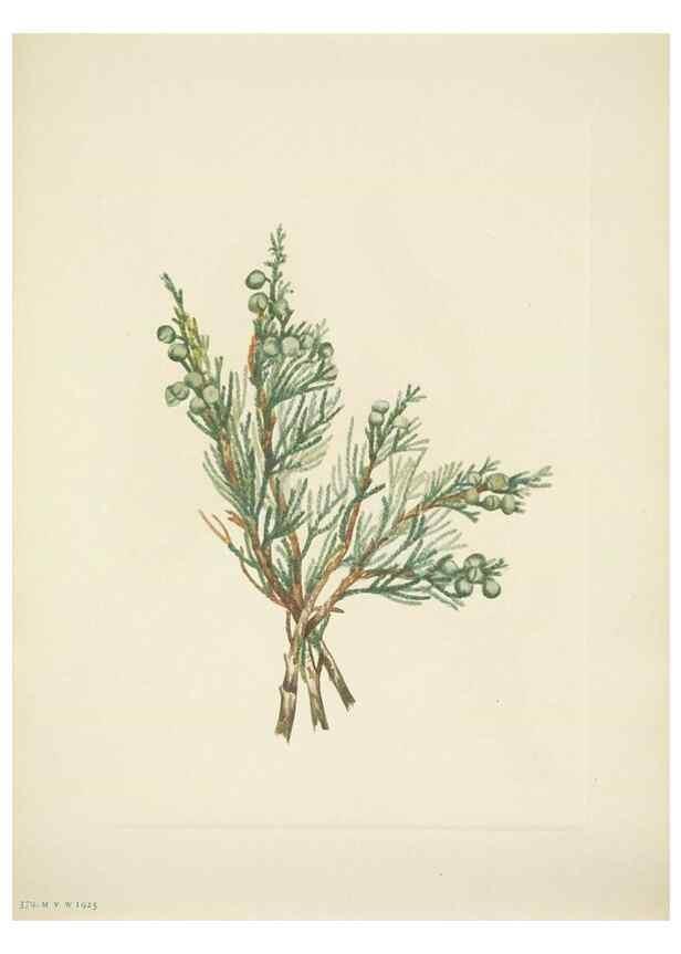Reproducción/Reproduction 33043833728: North American wild flowers. Washington, D.C. :Smithsonian Institution,1925.. 