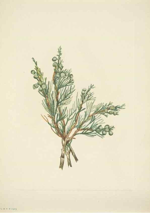 Reproducción/Reproduction 33043833728: North American wild flowers. Washington, D.C. :Smithsonian Institution,1925.. 