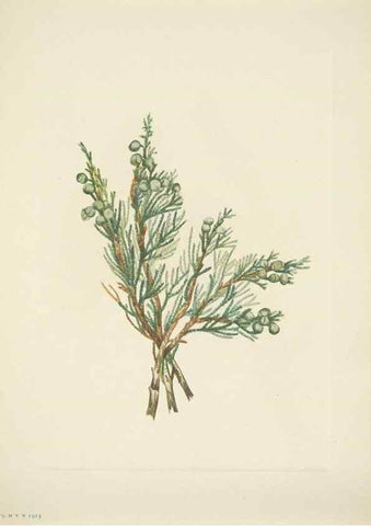 Reproducción/Reproduction 33043833728: North American wild flowers. Washington, D.C. :Smithsonian Institution,1925.. 