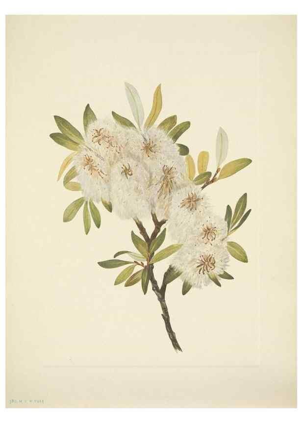 Reproducción/Reproduction 46867022912: North American wild flowers. Washington, D.C. :Smithsonian Institution,1925.. 