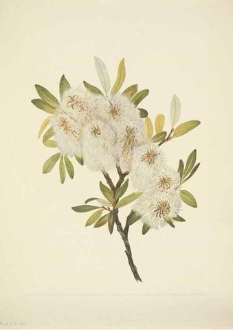 Reproducción/Reproduction 46867022912: North American wild flowers. Washington, D.C. :Smithsonian Institution,1925.. 