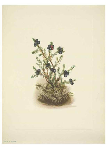 Reproducción/Reproduction 46194358614: North American wild flowers. Washington, D.C. :Smithsonian Institution,1925.. 