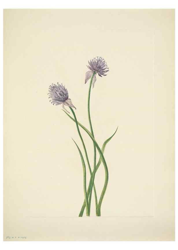 Reproducción/Reproduction 46004808595: North American wild flowers. Washington, D.C. :Smithsonian Institution,1925.. 