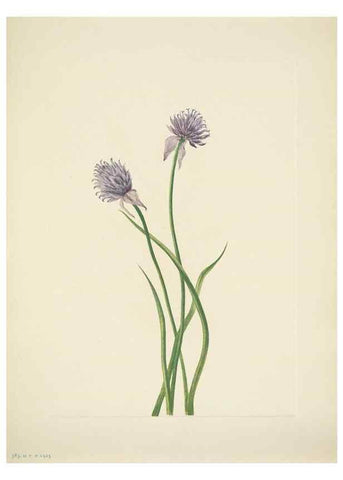 Reproducción/Reproduction 46004808595: North American wild flowers. Washington, D.C. :Smithsonian Institution,1925.. 