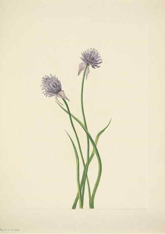 Reproducción/Reproduction 46004808595: North American wild flowers. Washington, D.C. :Smithsonian Institution,1925.. 