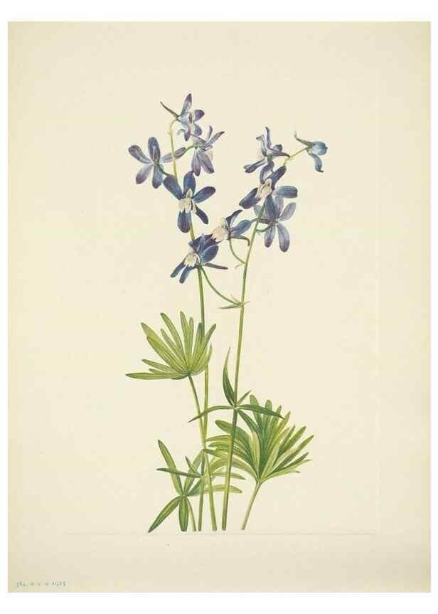 Reproducción/Reproduction 46194359904: North American wild flowers. Washington, D.C. :Smithsonian Institution,1925.. 