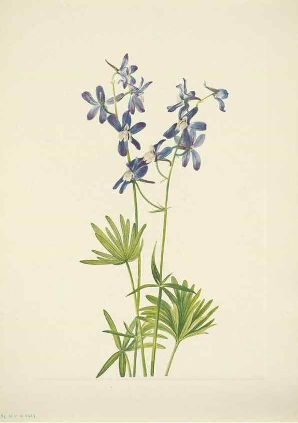 Reproducción/Reproduction 46194359904: North American wild flowers. Washington, D.C. :Smithsonian Institution,1925.. 