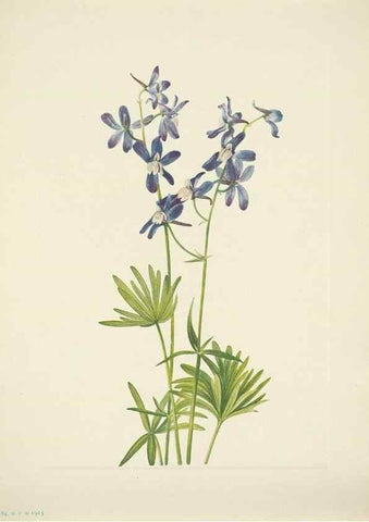 Reproducción/Reproduction 46194359904: North American wild flowers. Washington, D.C. :Smithsonian Institution,1925.. 