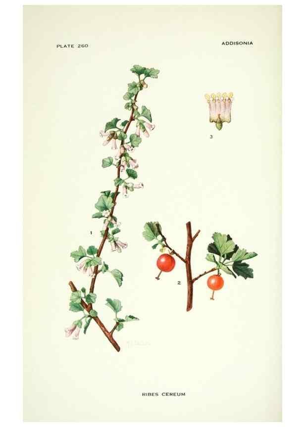 Reproducción/Reproduction 46004930565: Addisonia :. New York :New York Botanical Garden,1916-[1964].. 