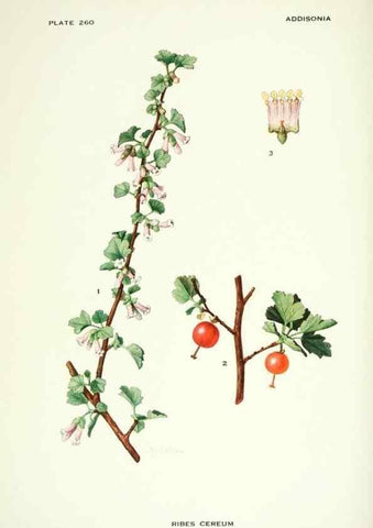 Reproducción/Reproduction 46004930565: Addisonia :. New York :New York Botanical Garden,1916-[1964].. 