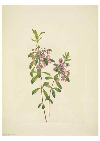 Reproducción/Reproduction 46919160171: North American wild flowers. Washington, D.C. :Smithsonian Institution,1925.. 