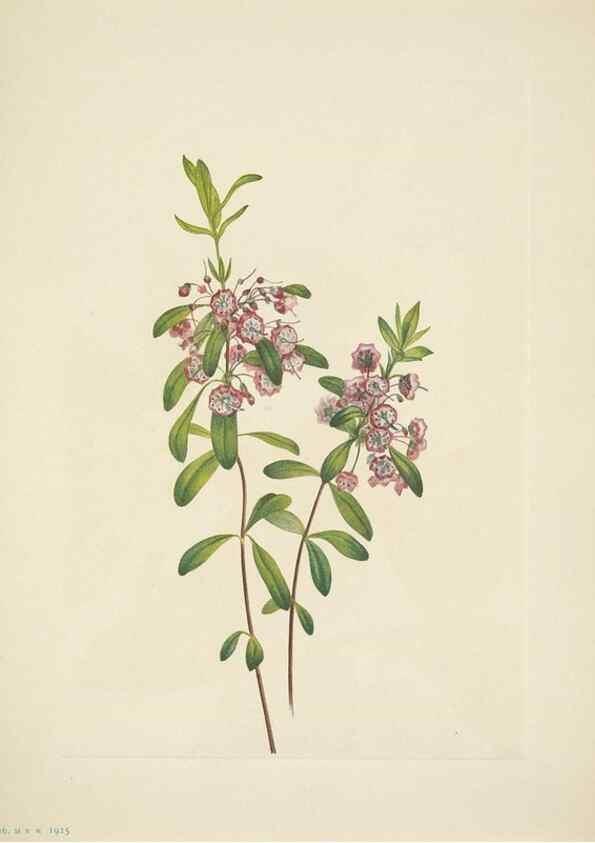 Reproducción/Reproduction 46919160171: North American wild flowers. Washington, D.C. :Smithsonian Institution,1925.. 