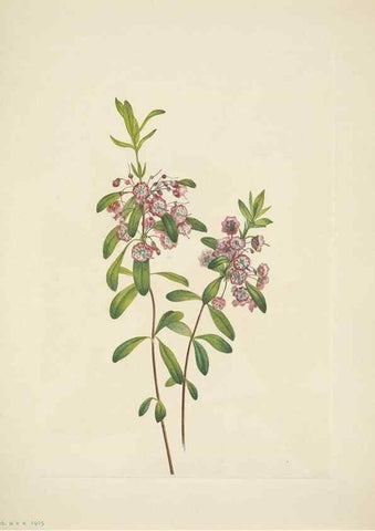 Reproducción/Reproduction 46919160171: North American wild flowers. Washington, D.C. :Smithsonian Institution,1925.. 