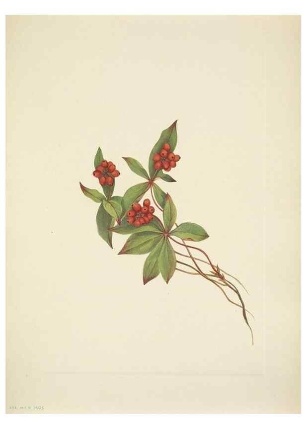 Reproducción/Reproduction 33043680608: North American wild flowers. Washington, D.C. :Smithsonian Institution,1925.. 