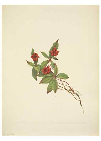 Reproducción/Reproduction 33043680608: North American wild flowers. Washington, D.C. :Smithsonian Institution,1925.. 