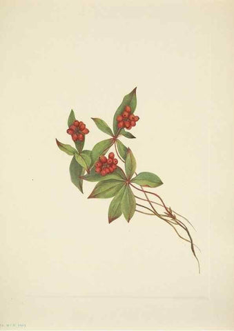 Reproducción/Reproduction 33043680608: North American wild flowers. Washington, D.C. :Smithsonian Institution,1925.. 