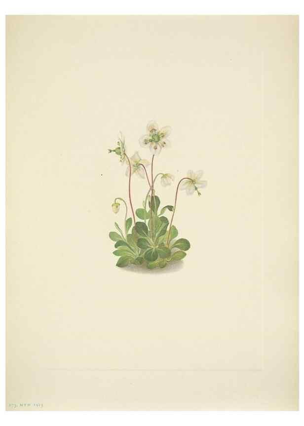 Reproducción/Reproduction 46919015681: North American wild flowers. Washington, D.C. :Smithsonian Institution,1925.. 