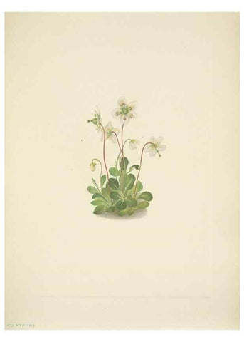 Reproducción/Reproduction 46919015681: North American wild flowers. Washington, D.C. :Smithsonian Institution,1925.. 