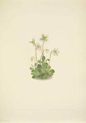 Reproducción/Reproduction 46919015681: North American wild flowers. Washington, D.C. :Smithsonian Institution,1925.. 