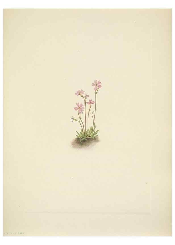 Reproducción/Reproduction 33043682078: North American wild flowers. Washington, D.C. :Smithsonian Institution,1925.. 