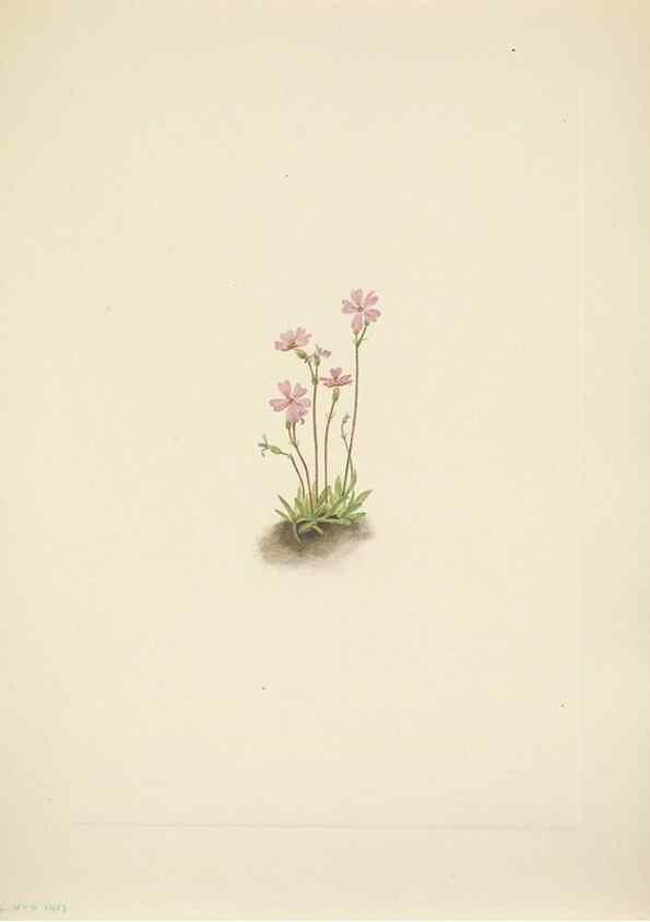 Reproducción/Reproduction 33043682078: North American wild flowers. Washington, D.C. :Smithsonian Institution,1925.. 