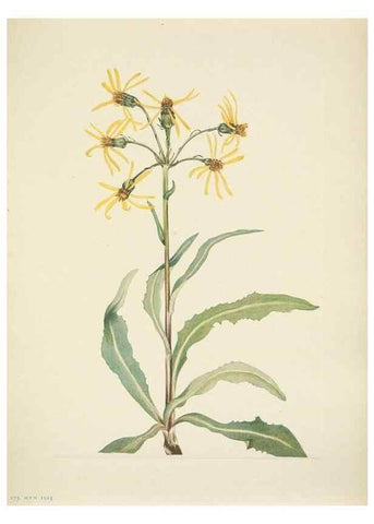 Reproducción/Reproduction 39954255923: North American wild flowers. Washington, D.C. :Smithsonian Institution,1925.. 