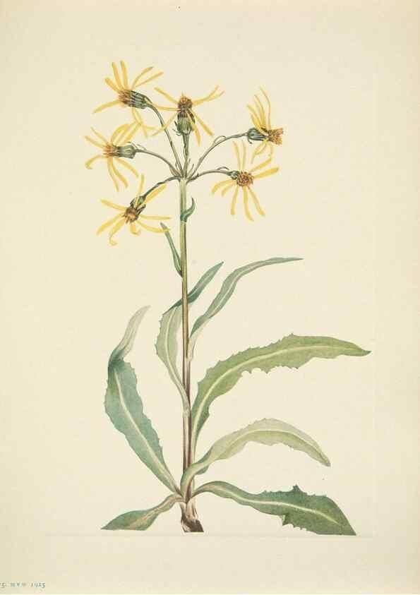 Reproducción/Reproduction 39954255923: North American wild flowers. Washington, D.C. :Smithsonian Institution,1925.. 