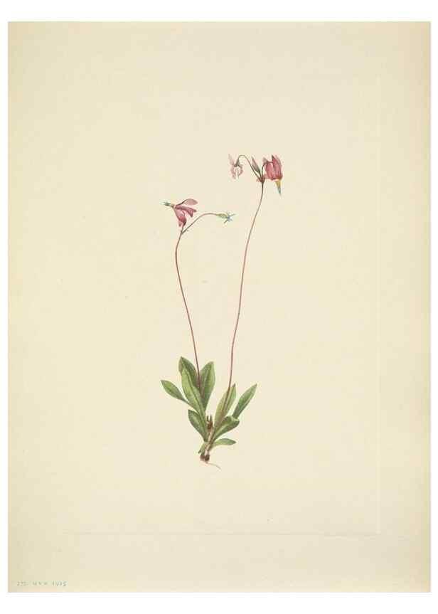 Reproducción/Reproduction 33043683668: North American wild flowers. Washington, D.C. :Smithsonian Institution,1925.. 