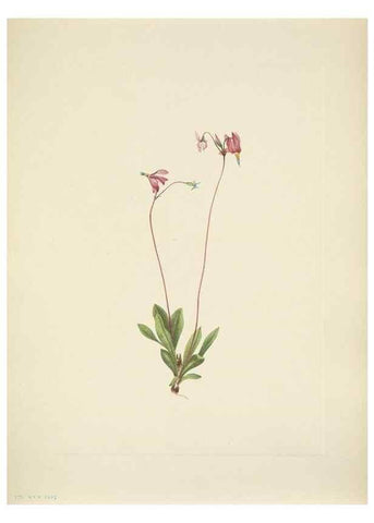 Reproducción/Reproduction 33043683668: North American wild flowers. Washington, D.C. :Smithsonian Institution,1925.. 
