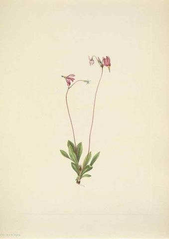Reproducción/Reproduction 33043683668: North American wild flowers. Washington, D.C. :Smithsonian Institution,1925.. 