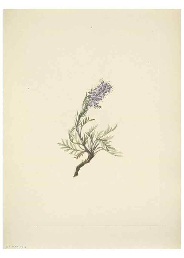 Reproducción/Reproduction 46194217184: North American wild flowers. Washington, D.C. :Smithsonian Institution,1925.. 