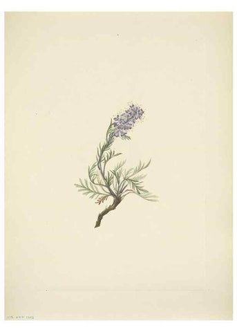 Reproducción/Reproduction 46194217184: North American wild flowers. Washington, D.C. :Smithsonian Institution,1925.. 