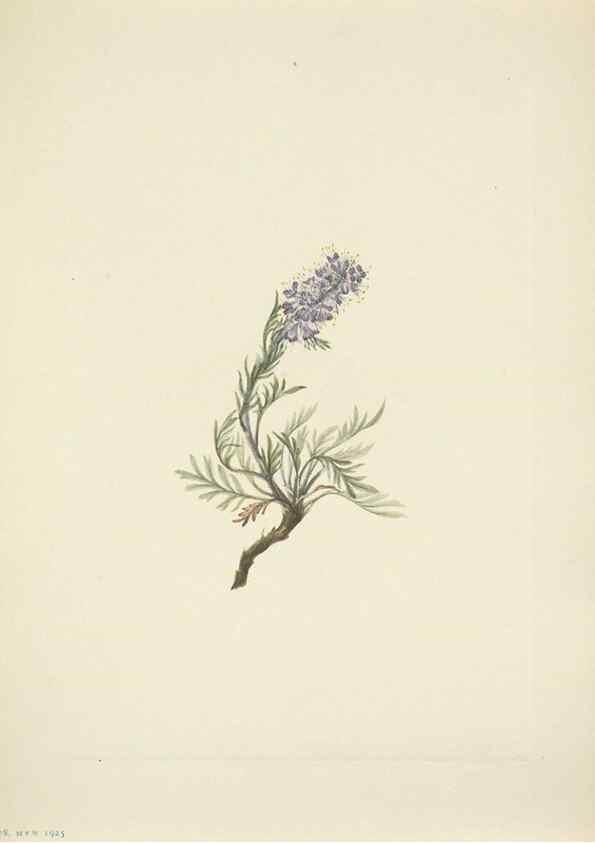 Reproducción/Reproduction 46194217184: North American wild flowers. Washington, D.C. :Smithsonian Institution,1925.. 