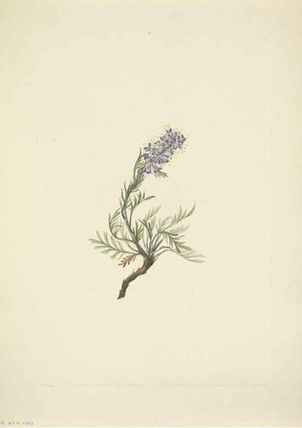 Reproducción/Reproduction 46194217184: North American wild flowers. Washington, D.C. :Smithsonian Institution,1925.. 