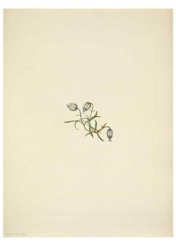 Reproducción/Reproduction 46194217914: North American wild flowers. Washington, D.C. :Smithsonian Institution,1925.. 