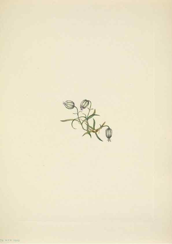 Reproducción/Reproduction 46194217914: North American wild flowers. Washington, D.C. :Smithsonian Institution,1925.. 