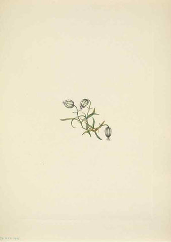Reproducción/Reproduction 46194217914: North American wild flowers. Washington, D.C. :Smithsonian Institution,1925.. 