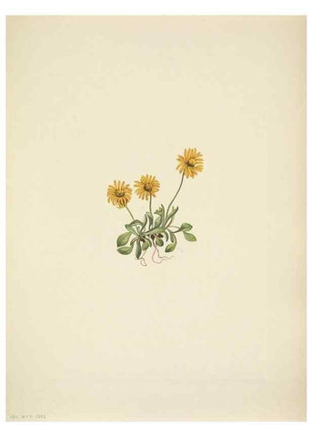 Reproducción/Reproduction 46866875602: North American wild flowers. Washington, D.C. :Smithsonian Institution,1925.. 