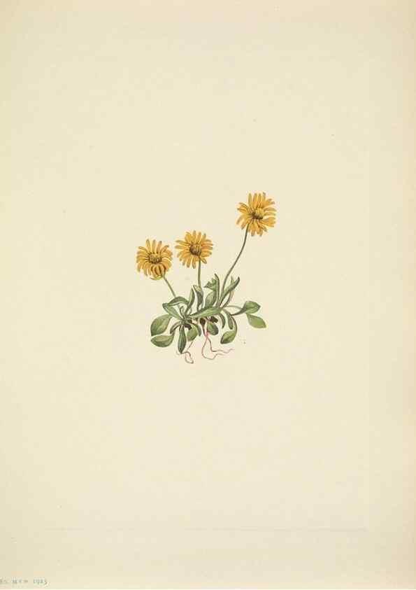 Reproducción/Reproduction 46866875602: North American wild flowers. Washington, D.C. :Smithsonian Institution,1925.. 