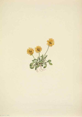 Reproducción/Reproduction 46866875602: North American wild flowers. Washington, D.C. :Smithsonian Institution,1925.. 