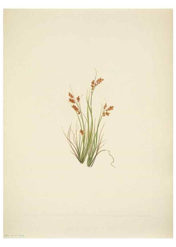 Reproducción/Reproduction 46194219294: North American wild flowers. Washington, D.C. :Smithsonian Institution,1925.. 