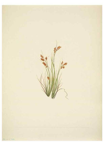 Reproducción/Reproduction 46194219294: North American wild flowers. Washington, D.C. :Smithsonian Institution,1925.. 