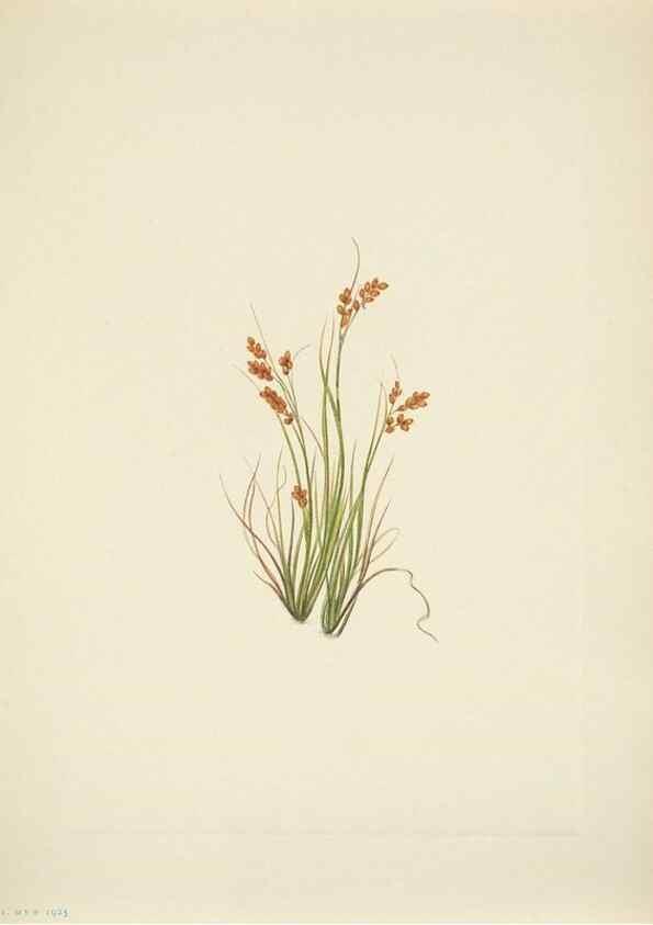Reproducción/Reproduction 46194219294: North American wild flowers. Washington, D.C. :Smithsonian Institution,1925.. 