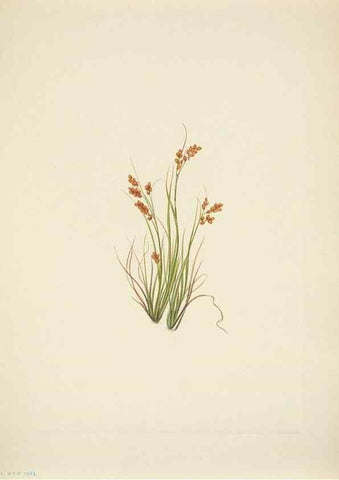 Reproducción/Reproduction 46194219294: North American wild flowers. Washington, D.C. :Smithsonian Institution,1925.. 