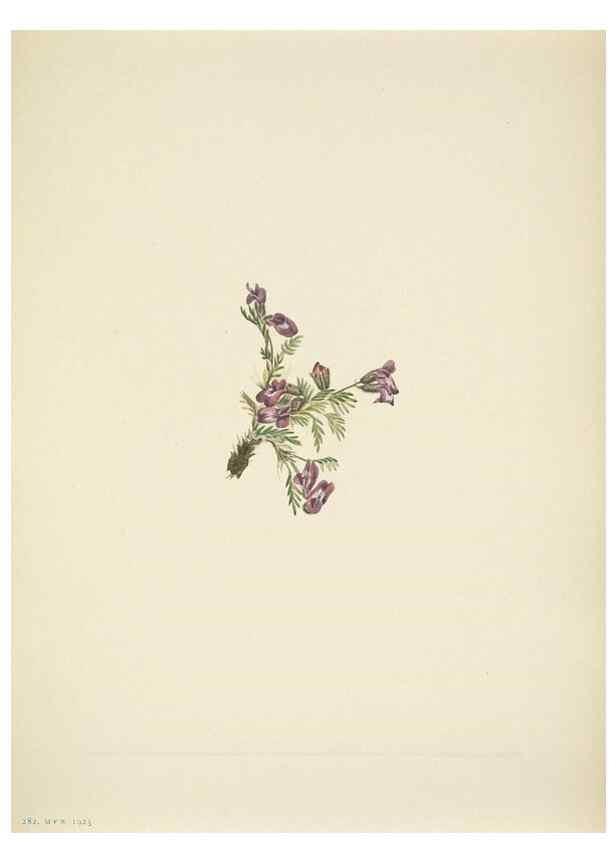 Reproducción/Reproduction 46866877802: North American wild flowers. Washington, D.C. :Smithsonian Institution,1925.. 