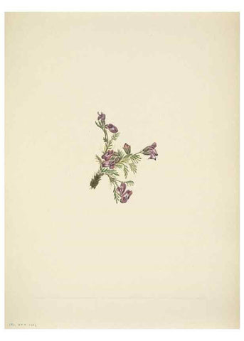 Reproducción/Reproduction 46866877802: North American wild flowers. Washington, D.C. :Smithsonian Institution,1925.. 