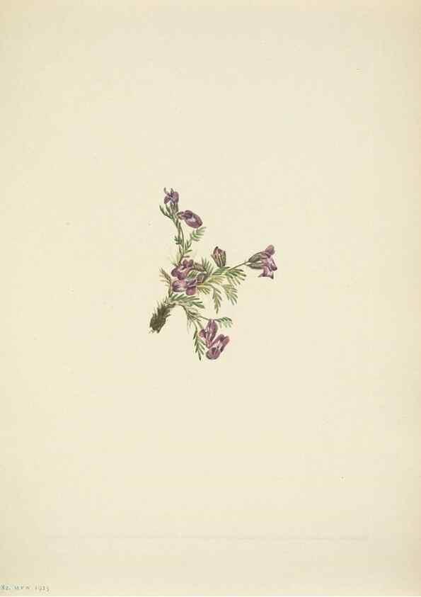Reproducción/Reproduction 46866877802: North American wild flowers. Washington, D.C. :Smithsonian Institution,1925.. 