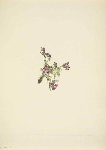Reproducción/Reproduction 46866877802: North American wild flowers. Washington, D.C. :Smithsonian Institution,1925.. 